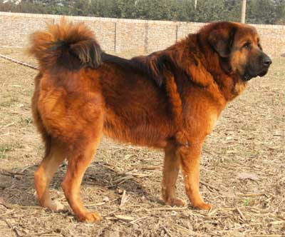 给狗狗美容的一般作用